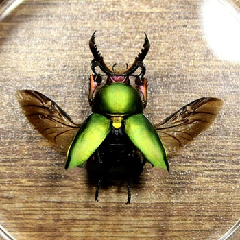 Indoneziană spade beetle ( aripile) colecție de externe insecta afișa caseta de cadru transparent prezentate obiecte de artizanat