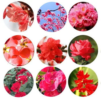 Noi Frumoase Plante cu Flori Roșii Modele de 8mm 10mm12mm//20mm/25mm Rotund foto cabochon sticla demo spate plat Efectuarea de constatări